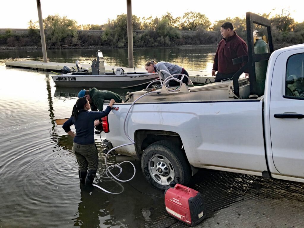 releasing the rice field-reared salmon into the Sacramento River